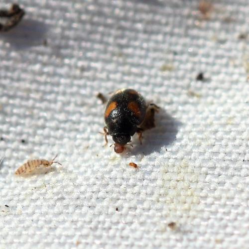 Nephus quadrimaculatus